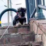 散歩の途中にある『階段』が怖くて、降りることができない子犬→1ヶ月後…別犬のような『成長っぷり』に反響「一生懸命で可愛い」「笑顔になる」(ブログ)