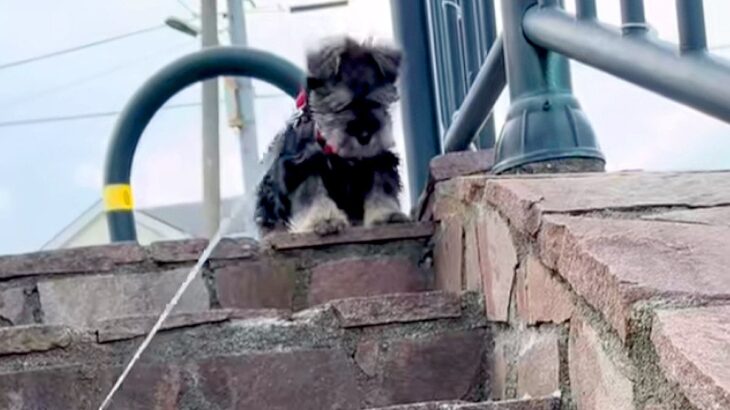 散歩の途中にある『階段』が怖くて、降りることができない子犬→1ヶ月後…別犬のような『成長っぷり』に反響「一生懸命で可愛い」「笑顔になる」(ブログ)