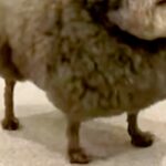 いつも『犬種はなんですか？』と質問されるワンコたち→思わず二度見する『まさかの光景』が166万再生「漫画感すごいｗｗ」「唐揚げかな？」(ブログ)