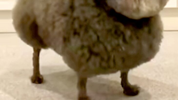 いつも『犬種はなんですか？』と質問されるワンコたち→思わず二度見する『まさかの光景』が166万再生「漫画感すごいｗｗ」「唐揚げかな？」(ブログ)