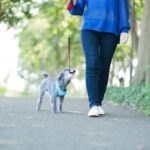 犬が散歩ではしゃいでしまう理由とは？愛犬を興奮させないための対策まで(ブログ)