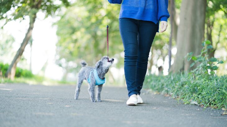 犬が散歩ではしゃいでしまう理由とは？愛犬を興奮させないための対策まで(ブログ)