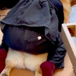 女の子が小学校から帰宅した直後、真っ先に犬へと向かい…幸せな時間が流れる『尊い光景』が54万再生「ぬくもり最高」「後ろ姿が愛おしすぎる」(ブログ)