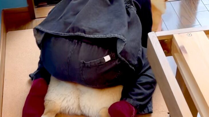 女の子が小学校から帰宅した直後、真っ先に犬へと向かい…幸せな時間が流れる『尊い光景』が54万再生「ぬくもり最高」「後ろ姿が愛おしすぎる」(ブログ)