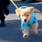 大型犬の子犬を飼い始めた結果→赤ちゃんも家族になり…3年間の『散歩風景の変化』が素敵すぎると反響「最高の成長記録」「めちゃくちゃ理想」(ブログ)