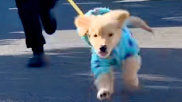 大型犬の子犬を飼い始めた結果→赤ちゃんも家族になり…3年間の『散歩風景の変化』が素敵すぎると反響「最高の成長記録」「めちゃくちゃ理想」(ブログ)