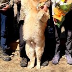 実家にて、大人数で記念撮影→一緒に『大型犬』も参加して…あまりにも可愛い『表情』に34万いいねの大反響「完全に主役で草」「いい笑顔だ」(ブログ)