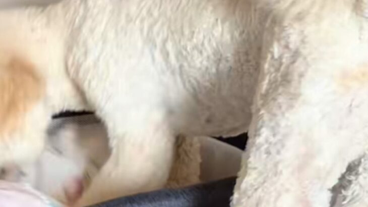 『ベビーベッド』に憧れている大型犬→赤ちゃんがいないことを確認すると…まさかの『愛おしい行動』が10万再生「大きな赤ちゃんｗ」「涙出た」(ブログ)