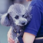 犬を抱っこしすぎるとどうなる？体への負担や考えられるリスクまで解説(ブログ)