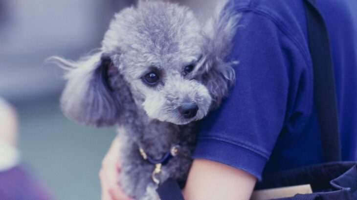 犬を抱っこしすぎるとどうなる？体への負担や考えられるリスクまで解説(ブログ)