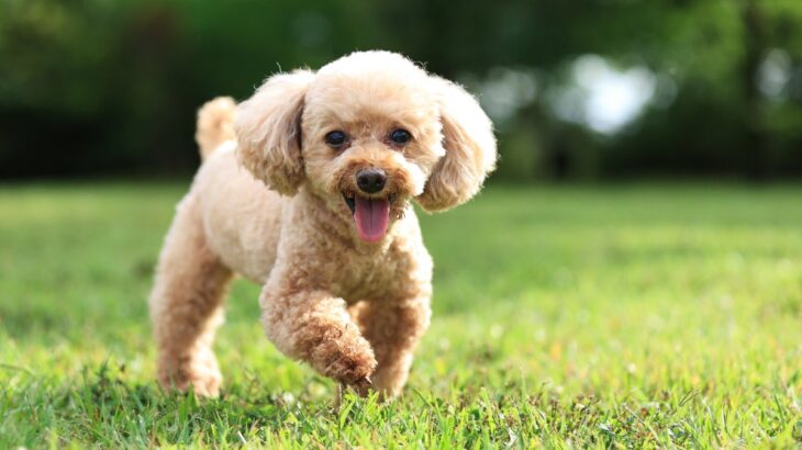 犬が『大喜び』しているときにみせるサイン５選　愛犬との生活で幸せを感じてもらう方法とは？(ブログ)