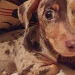 『1万円で売れ残っていた犬』絶望的な顔をしていたので『脳内に浮かんだ名前』で呼んでみたら…素敵な物語と現在の光景に5万いいね「泣いた」(ブログ)