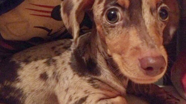 『1万円で売れ残っていた犬』絶望的な顔をしていたので『脳内に浮かんだ名前』で呼んでみたら…素敵な物語と現在の光景に5万いいね「泣いた」(ブログ)