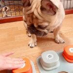 犬たちに『しゃべるボタン』の使い方を教えようと思ったら…コント過ぎる『予想外な光景』が118万再生「おやつ一択ｗｗ」「笑いすぎて涙出た」(ブログ)