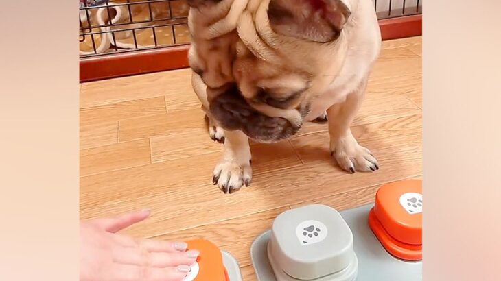 犬たちに『しゃべるボタン』の使い方を教えようと思ったら…コント過ぎる『予想外な光景』が118万再生「おやつ一択ｗｗ」「笑いすぎて涙出た」(ブログ)