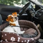 犬が『車酔い』してしまう理由4選　考えられる原因や乗り物に慣れさせる方法まで(ブログ)