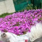 おじいちゃん犬を撮影中に『突風』が吹いた結果→コテッと転がってしまい…とんでもなく尊い『偶然の一枚』に6万いいね「可愛すぎ」「笑ったｗ」(ブログ)