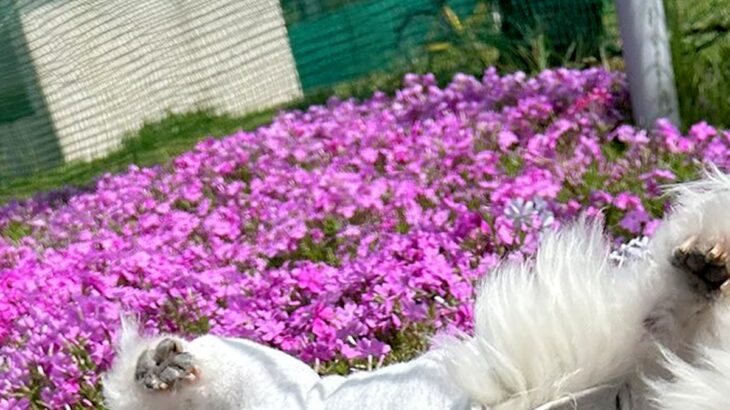 おじいちゃん犬を撮影中に『突風』が吹いた結果→コテッと転がってしまい…とんでもなく尊い『偶然の一枚』に6万いいね「可愛すぎ」「笑ったｗ」(ブログ)