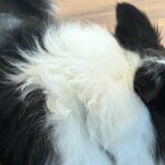 『この部屋には入ってはいけないよ』犬と約束した結果→まさかの『ずるがしこい光景』に2万いいね「ギリセーフｗｗ」「約束ほぼ守ってるの草」(ブログ)