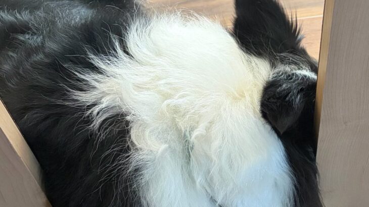 『この部屋には入ってはいけないよ』犬と約束した結果→まさかの『ずるがしこい光景』に2万いいね「ギリセーフｗｗ」「約束ほぼ守ってるの草」(ブログ)