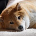 『毛がたくさん抜ける』犬種4選　治療が必要な脱毛の見分け方や抜け毛対策まで(ブログ)