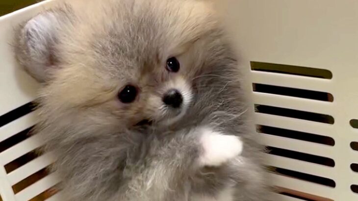 赤ちゃん犬を飼った当日、一緒に家に帰った結果→とんでもなく尊い『はじめましてのご挨拶の仕方』が66万再生「こりゃたまらん」「天使すぎる」(ブログ)