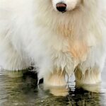 湖で『今日はお魚がいない』とガッカリする大型犬→わかりやす過ぎる『しょんぼり顔』に4万いいね「本当にガッカリしてて草」「まゆげが良いｗ」(ブログ)