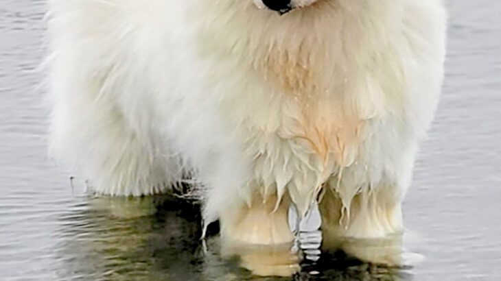 湖で『今日はお魚がいない』とガッカリする大型犬→わかりやす過ぎる『しょんぼり顔』に4万いいね「本当にガッカリしてて草」「まゆげが良いｗ」(ブログ)