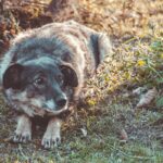 犬が怯えてしまう人間の特徴5つ　ワンコを怖がらせる服装とは？好かれるコツまで(ブログ)