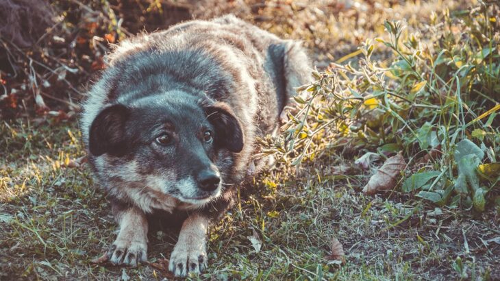 犬が怯えてしまう人間の特徴5つ　ワンコを怖がらせる服装とは？好かれるコツまで(ブログ)