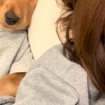 ソファで転がっていたら、添い寝しにきた犬→『嬉しいな』と寝顔を見てみたら…『衝撃的な表情』が14万再生「落花生みたいで草」「貴重な顔ｗ」(ブログ)