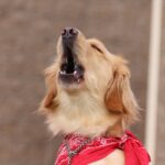 犬が『悲しい鳴き方』をする理由４選　気づいてあげたい愛犬からのSOSとは？(ブログ)