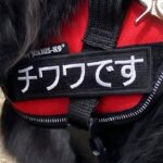 名札に『チワワです』と書いてある犬→全身を見てみると…脳がバグる『衝撃的な光景』に10万表示の反響「カッコよすぎて惚れた」「唯一無二」(ブログ)
