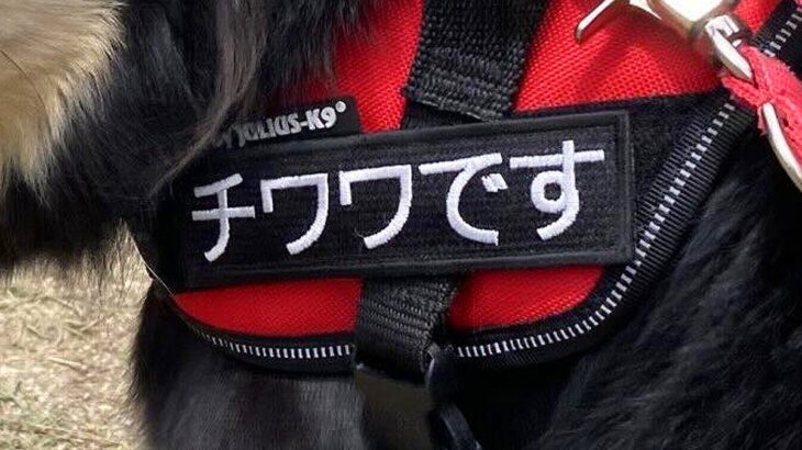名札に『チワワです』と書いてある犬→全身を見てみると…脳がバグる『衝撃的な光景』に10万表示の反響「カッコよすぎて惚れた」「唯一無二」(ブログ)