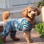 犬に強要してはいけない『人間の習慣』4つ　愛犬にストレスとなる日課とは？(ブログ)