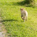 犬が『迷子』になってしまったときのNG行為5つ　脱走させないために飼い主が必ずすべきこととは？(ブログ)