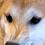 昔、後輩犬に『ブチギレ顔』をしていた犬→現在は…完全に予想外な『態度の変化』が158万表示「愛情表現すごいｗ」「めっちゃ仲良しで尊い」(ブログ)
