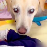 赤ちゃんの泣き声を聞いた『目が見えない大型犬』→一生懸命に心配して…あまりにも尊い光景が17万再生「優しい顔で泣く」「なんて愛情深い…」(ブログ)