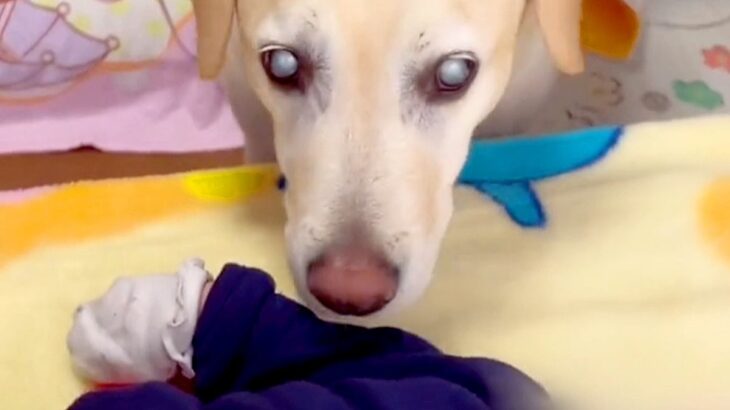 赤ちゃんの泣き声を聞いた『目が見えない大型犬』→一生懸命に心配して…あまりにも尊い光景が17万再生「優しい顔で泣く」「なんて愛情深い…」(ブログ)