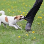 犬が『ハイテンションすぎる』ときに起こり得るリスクとは？落ち着かせるコツまで(ブログ)