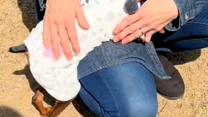 『あのー、飼い主こっちですよ。』ドッグランに遊びに来た犬→知らない人に…甘えまくっている『表情』が104万再生「懐きすぎで草」「笑うｗ」(ブログ)