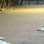 『嘘みたいだろ…』ドッグランに出かけた大型犬→はしゃぎ回るかと思ったら…まさかの『楽しみ方』に11万いいね「ドッグダラン」「可愛すぎ」(ブログ)