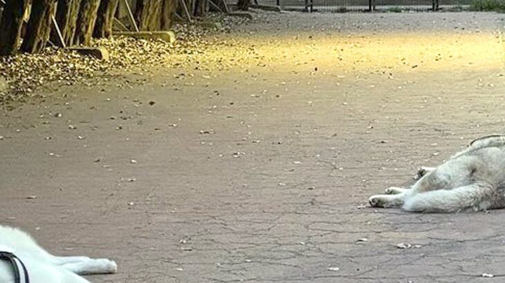 『嘘みたいだろ…』ドッグランに出かけた大型犬→はしゃぎ回るかと思ったら…まさかの『楽しみ方』に11万いいね「ドッグダラン」「可愛すぎ」(ブログ)