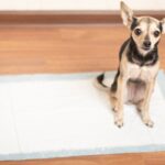 犬の『トイレを設置してはいけない場所』5選　愛犬を不快にさせるNG条件とは？(ブログ)