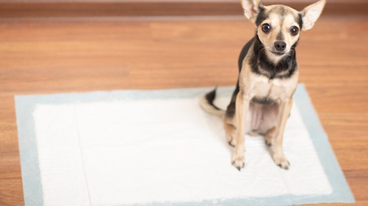 犬の『トイレを設置してはいけない場所』5選　愛犬を不快にさせるNG条件とは？(ブログ)