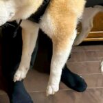 非常時のために『犬を背中に担げるグッズ』を導入→試しに使ってみたら…哀愁漂う『感情を失った表情』に反響「無って感じで草」「最高ｗｗ」(ブログ)