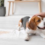 犬が『膀胱炎』になったときの症状5つ　早期発見のためにチェックすべきポイントまで(ブログ)