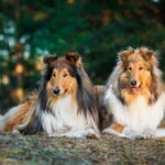 ラフ・コリー｜犬種の特徴と性格、飼い方や価格相場まで解説(ブログ)