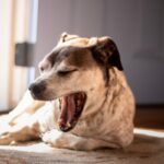 犬の『あくびが増える』危険な病気５選　今すぐに病院へ連れて行くべき症状とは？(ブログ)
