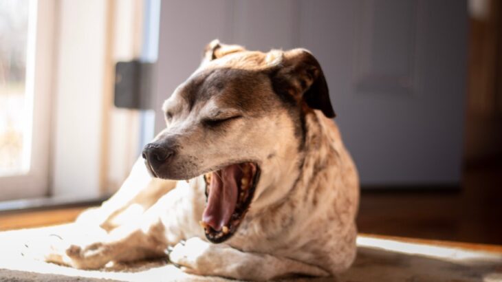犬の『あくびが増える』危険な病気５選　今すぐに病院へ連れて行くべき症状とは？(ブログ)